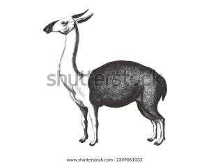 Guanaco Lama Glama Doodle Sketch Vintage