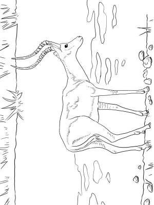 Раскраски Импала