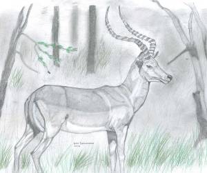 Раскраски импала животное