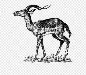 Шевроле Импала Антилопа Рисование, Мархор, млекопитающее, корова Коза, другие png