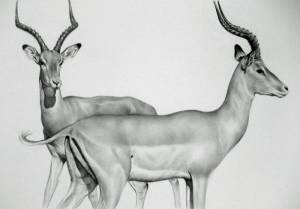 Раскраски импала животное