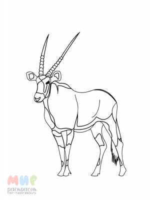 Раскраска Антилопа Куду