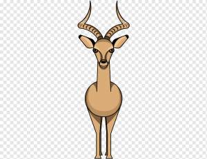 Обезьяна, Импала, Антилопа, Олень, Животное, Зоопарк, Рисование, Парк, Aepyceros Melampus Rendilis, животное, антилопа png