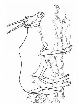 Раскраска Антилопа  картинку онлайн