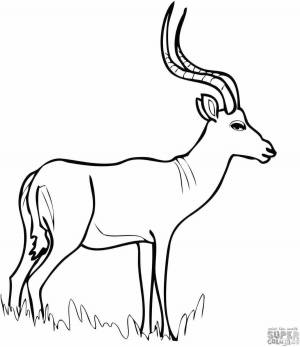 Раскраски Антилопа золотая