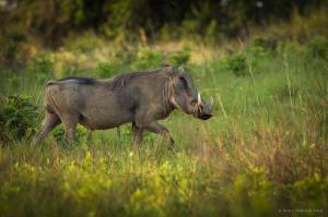 Бородавочник