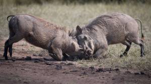 Радио Африка»