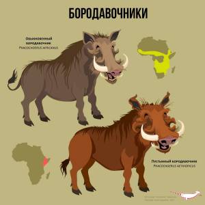 Картинки бородавочник