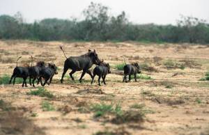 Радио Африка»