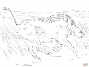 Раскраска Бегущий африканский бородавочник