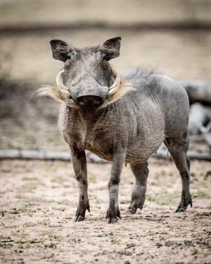 Пин от пользователя Маруся Дедова на доске Команда квн Легенсы