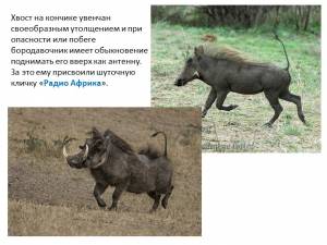 Презентация