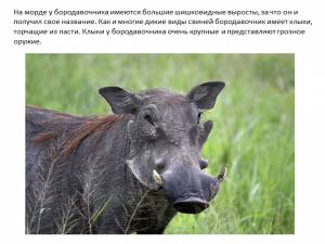 Презентация