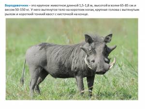 Презентация