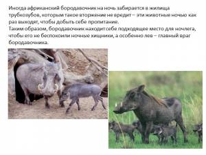 Презентация