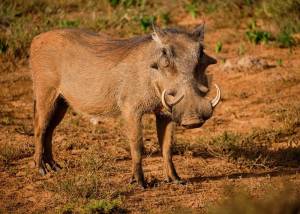 Новости, события на ANIMALWORLD