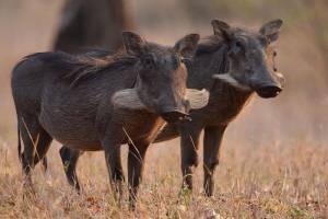 Бородавочник