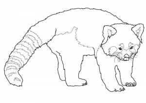 Раскраска Красная панда 17