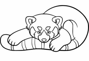 Раскраска Красная панда 27