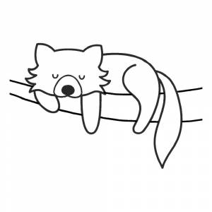 Раскраска Красная панда спит на дереве