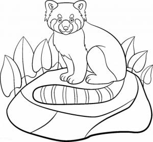 Раскраска Красная панда с полосатым хвостом