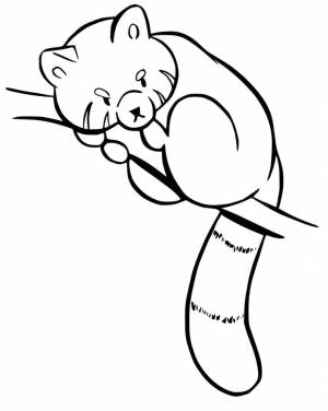 Раскраска Красная панда 14