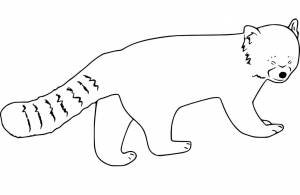 Раскраска Красная панда 18