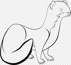 Рисунки для усиков Длиннохвостая ласка Line art, Кошка, белый, млекопитающее, кошка Like Mammal png