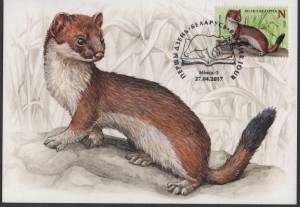 Рисунок ласки
