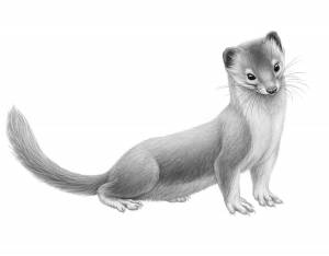 Мелкие хищники леса