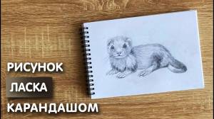 Как нарисовать ласку карандашом