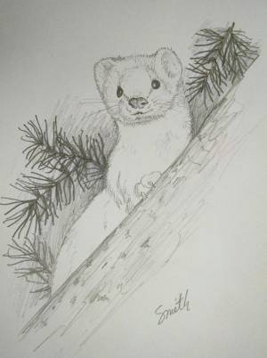 Хорек рисунок карандашом