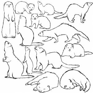 Ласка рисунок карандашом