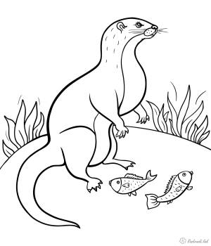 ласка Раскраски