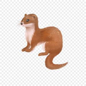 Ласка ласка вектор вектор мультфильм ласка ласка   вектор PNG , ласка, ласка вектор, векторные ласки мультфильма PNG картинки и пнг PSD рисунок для й загрузки