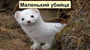 ЛАСКА ᐈ Фото и описание ✓