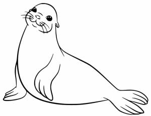 Раскраска Морской лев