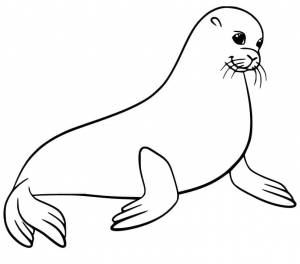 Раскраска Морской лев