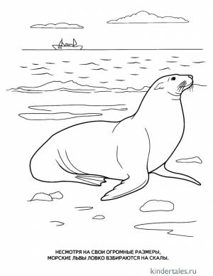 Морской лев» раскраска для детей