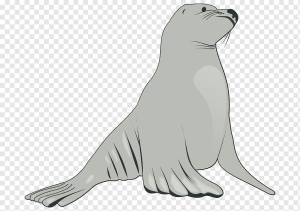 Рисунок морского льва, лев, морской млекопитающее, млекопитающее, животные png