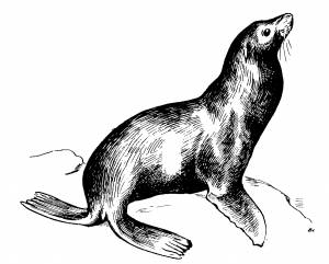 Морской лев рисунок