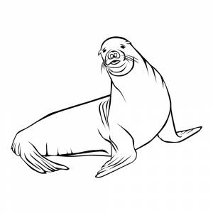 Раскраска Тюлень