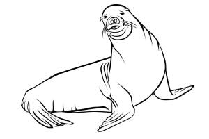 Раскраски морской лев