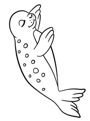 Раскраски морской тюлень