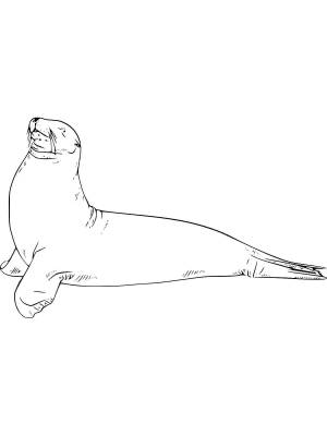 Раскраски Морской лев