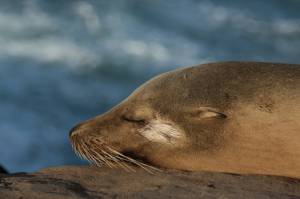 Как не попасть впросак перед ребенком и не перепутать морского котика со львом  тем более тюленем?