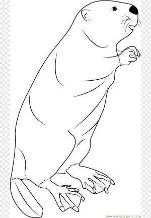 Североамериканский бобр Медведь Морской лев Млекопитающее Книжка-раскраска, бобер, морской млекопитающее, белый, млекопитающее png