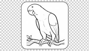 Как нарисовать птицу Рисование Книжка-раскраска, Птица, белый, морской млекопитающее, млекопитающее png