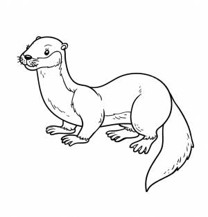 Стоковые векторные изображения по запросу Canada marmot быстро