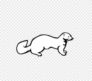 Ласка Норка Ферре, хорька, белый, млекопитающее png